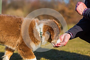 Man gives his puppy a treat