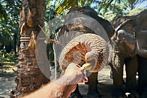 Man giving bananas to an Asian elephant at a sanctuary