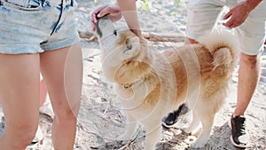 Man giving dog treats for Akita Inu during walking on the beach