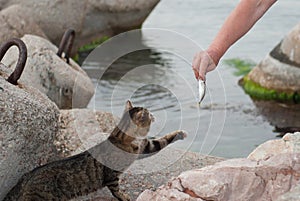 Man giving a fish to beautiful big tabby cat near sea and stones