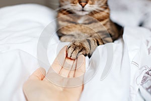 Man giving open empty hand palm to tabby cat. Woman touching cats paw as a sign of support, compassion and care. Relationship