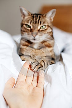 Man giving open empty hand palm to tabby cat. Woman touching cats paw as a sign of support, compassion and care. Relationship