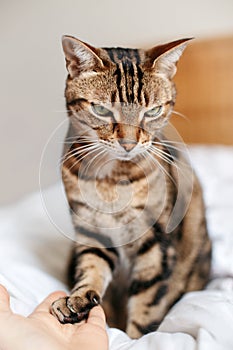 Man giving open empty hand palm to tabby cat. Woman touching cats paw as sign of support, compassion and care. Relationship