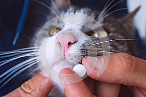 Man giving a pill to sick cat. Tablets for pets. Medicines and vitamins for animals. Anthelmintic for pets photo