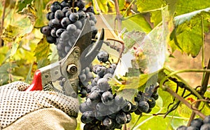 A man with gloves is cutting a cluster of San Giovese grape in Emilia Romagna,for the grape harvesting