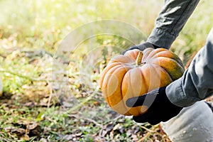 Man in gloves holds a yellow pumpkin in field at sunset in autumn harvest time. Pumpkin patch. Happy Thanksgiving and Halloween