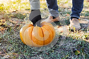 Man in gloves holds a yellow pumpkin in field at sunset in autumn harvest time. Pumpkin patch. Happy Thanksgiving and Halloween