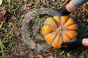 Man in gloves holds a yellow pumpkin in field at sunset in autumn harvest time. Pumpkin patch. Happy Thanksgiving and Halloween