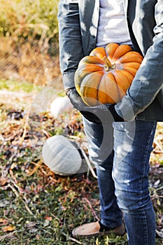 Man in gloves holds a yellow pumpkin in field at sunset in autumn harvest time. Pumpkin patch. Happy Thanksgiving and Halloween