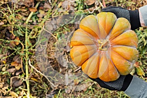 Man in gloves holds a yellow pumpkin in field at sunset in autumn harvest time. Pumpkin patch. Happy Thanksgiving and Halloween