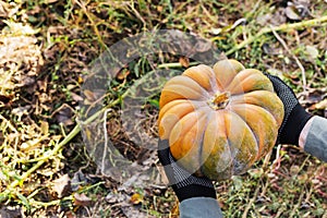 Man in gloves holds a yellow pumpkin in field at sunset in autumn harvest time. Pumpkin patch. Happy Thanksgiving and Halloween