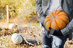 Man in gloves holds a yellow pumpkin in field at sunset in autumn harvest time. Pumpkin patch. Happy Thanksgiving and Halloween