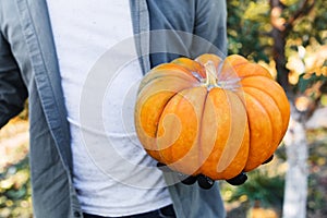 Man in gloves holds a yellow pumpkin in field at sunset in autumn harvest time. Pumpkin patch. Happy Thanksgiving and Halloween