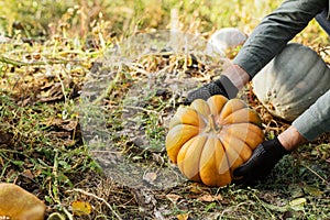 Man in gloves holds a yellow pumpkin in field at sunset in autumn harvest time. Pumpkin patch. Happy Thanksgiving and Halloween