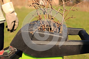 A man with gloves puts tree branches into green wood chipper. The breaker machine is cutting, crushing and grinding. The grinder m