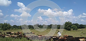 A man and goats editorial stock photography || grazing goats in masai mara parck in humanabad