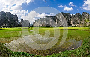 A man and goats in rice paddy in ninh binh,vietnam
