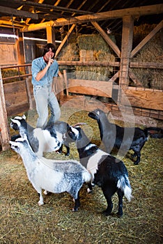 Man With Goats About to Play a Joke photo