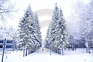 Man goes on winter alley of trees