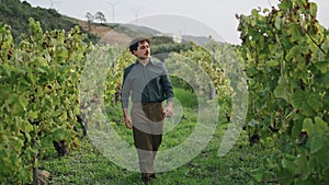 Man going vineyard rows looking grape bushes on harvesting. Farmer inspecting