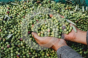 man grabbing a bunch of olives