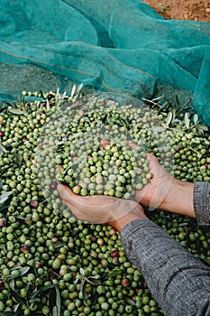 man grabs a bunch of arbequina olives