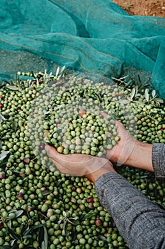 man grabs a bunch of arbequina olives photo