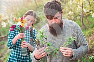 Man grafting spring branch. Couple of Gardeners with garden tools. Graft.