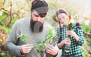 Man grafting spring branch. Couple of Gardeners with garden tools. Graft.