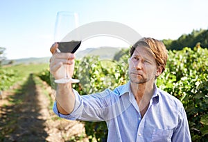 Man, grape fields and vineyard with glass of wine for quality control, agriculture and sustainable winery. Vintage, red