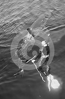 Man and Great White Shark