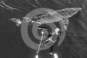 Man and Great White Shark.