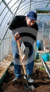 Man in greenhouse digging the soil with a shovel on the gardenbed