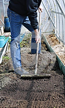 Man in greenhouse leveled the soil with a rake on the gardenbed