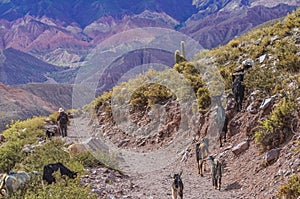Man and a group of goats in Tilcara valley, Jujuy