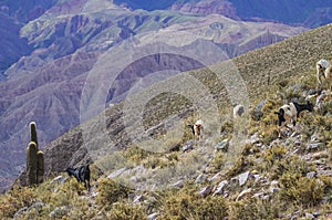 Man and a group of goats in Tilcara valley, Jujuy