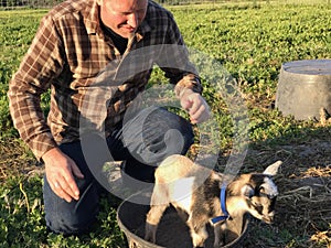 Man Guiding Kid Goat to Eat