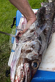 Man gutting a large deep sea fish