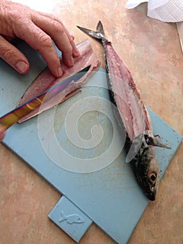 Man gutting mackerel fish Devon England