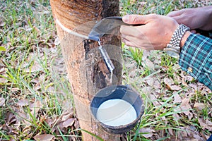 Man hand carving rubber tree