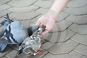 Man hand feeding birds in temple