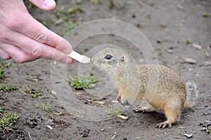 Man hand is feeding cute ground squirrel