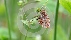 Man hand, finger carefuly take off Pearl bordered fritillary, Boloria euphrosyne butterfly from crimson clover, trifolium