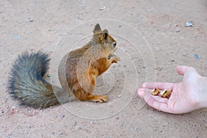 Man hand gives redhead squirrel nuts