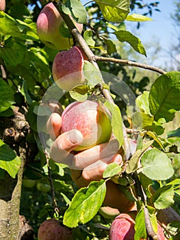 Man hand grabbing apple