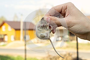 Man hand hanging and showing caught field or house mouse