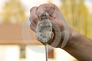 Man hand hanging and showing caught field or house mouse