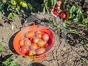 Man hand harvests tomatoes in the garden and bowl with tomatoes