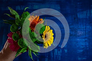 Man hand hold nice pink, yellow and orange gerbera daisy flower with green leaves on blue background