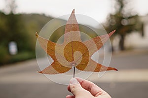 Man hand hold platan autumn leaf in cloudy day